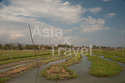 Schwimmende Felder Inle See Myanmar