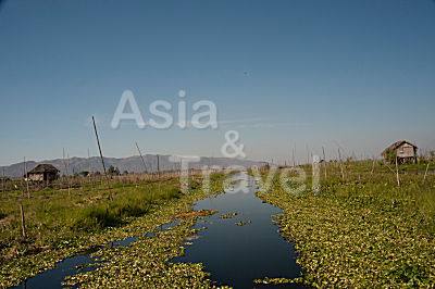 Schwimmende Felder Inle See Myanmar