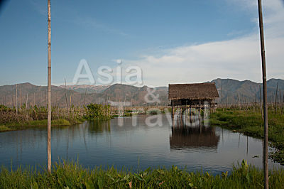 Schwimmende Felder Inle See Myanmar